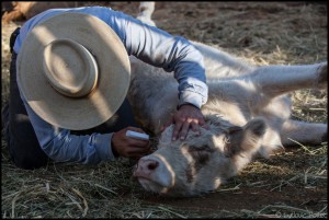 Pablo Rojas - cowboy - El Mogor - Baja California - Mexique ludovic pollet copyright Photojournalisme